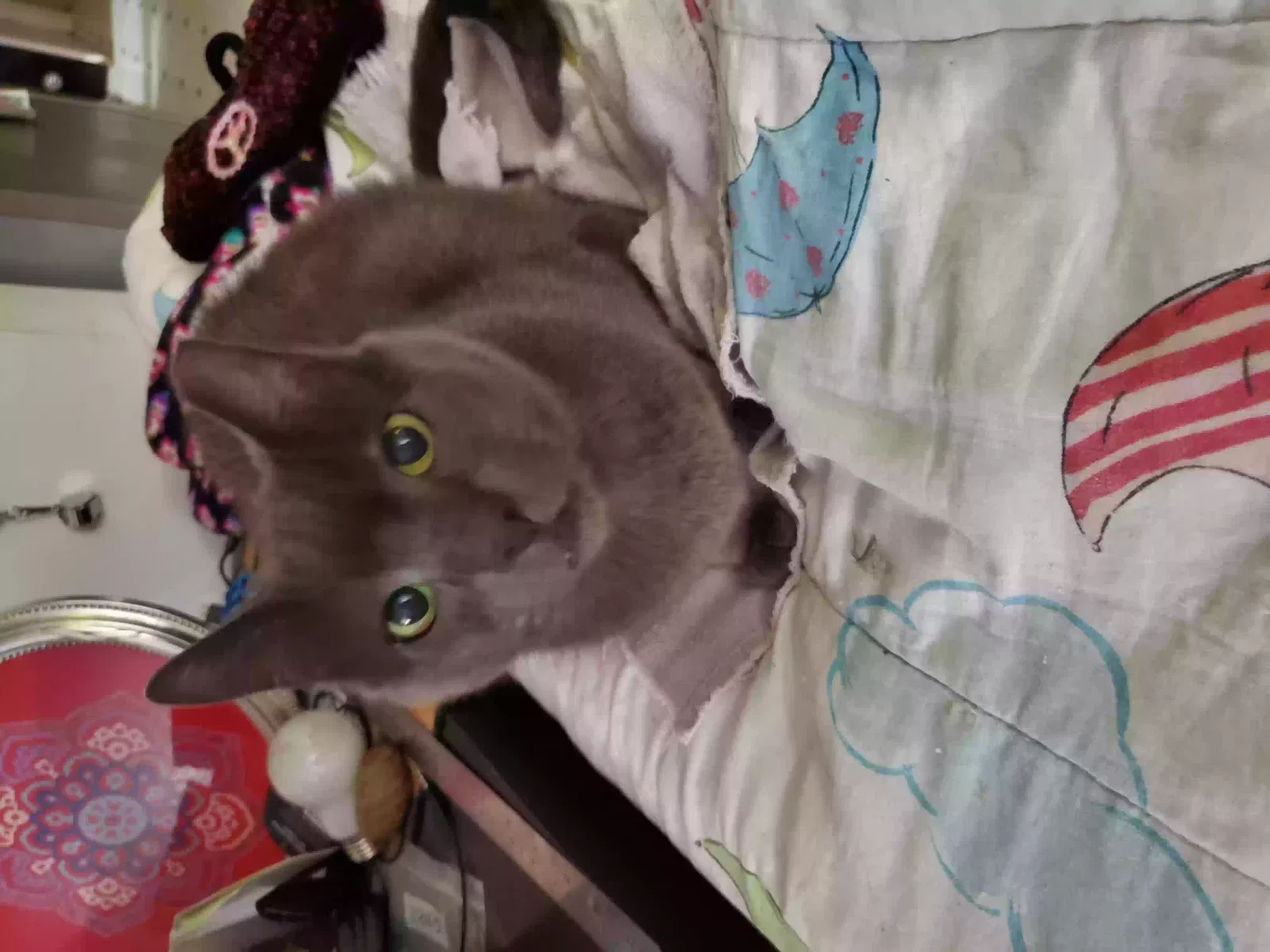 Lost cat in Everett, WA, 98208