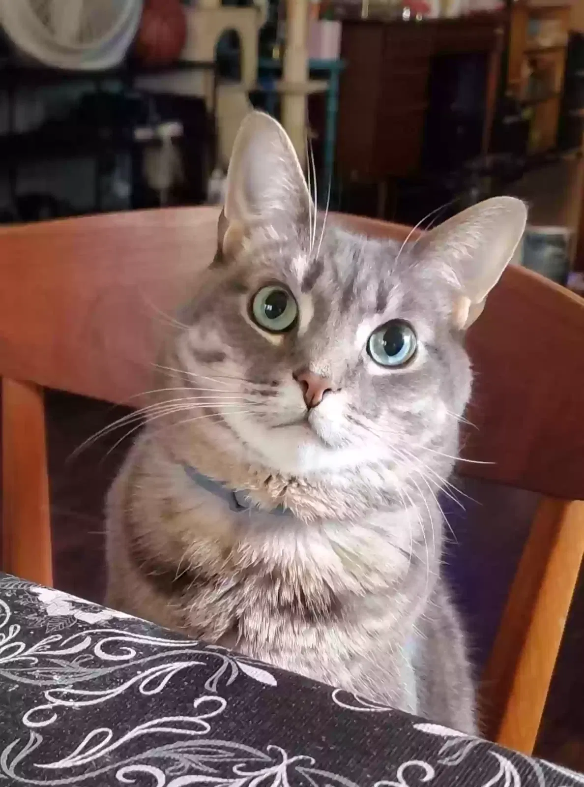 Lost cat in Macomb, MI, 48044