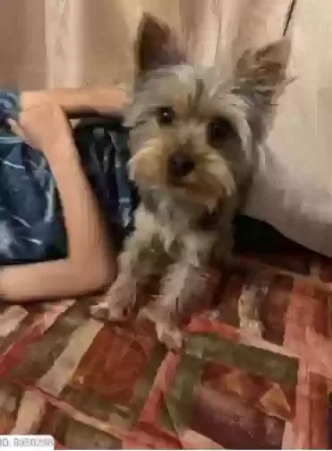 Lost dog in San Bernardino, CA, 92407
