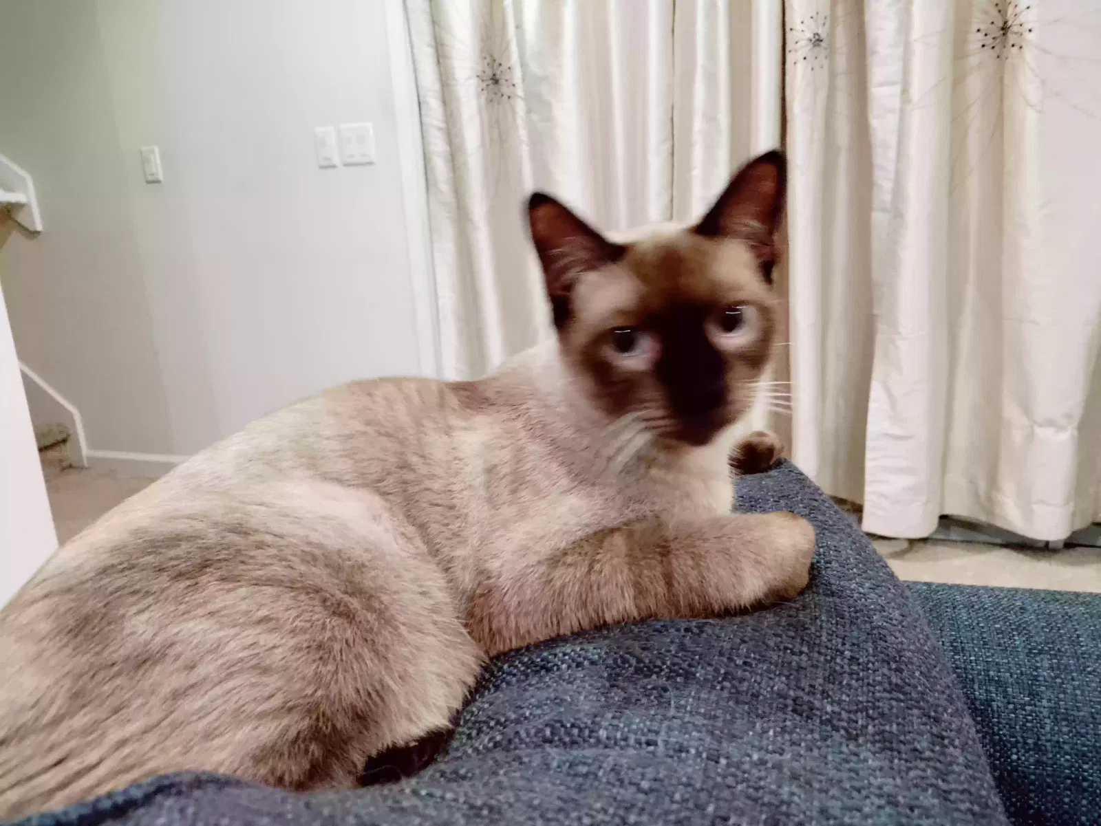Lost cat in Middleburg, FL, 32068