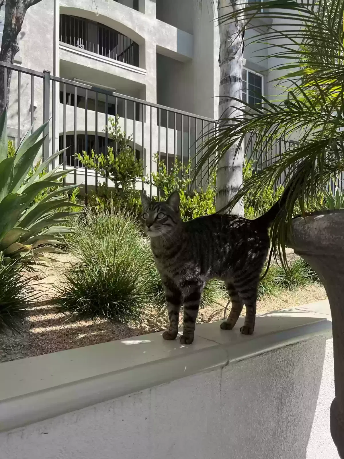 Lost cat in Moreno Valley, CA, 92553