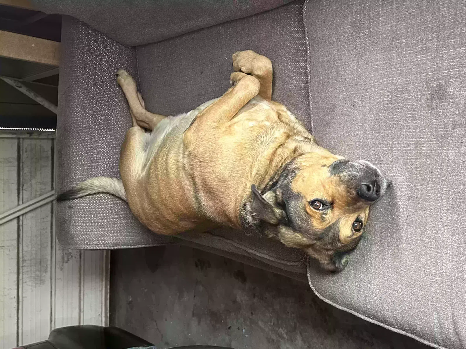 Lost dog in Stockton, CA, 95210
