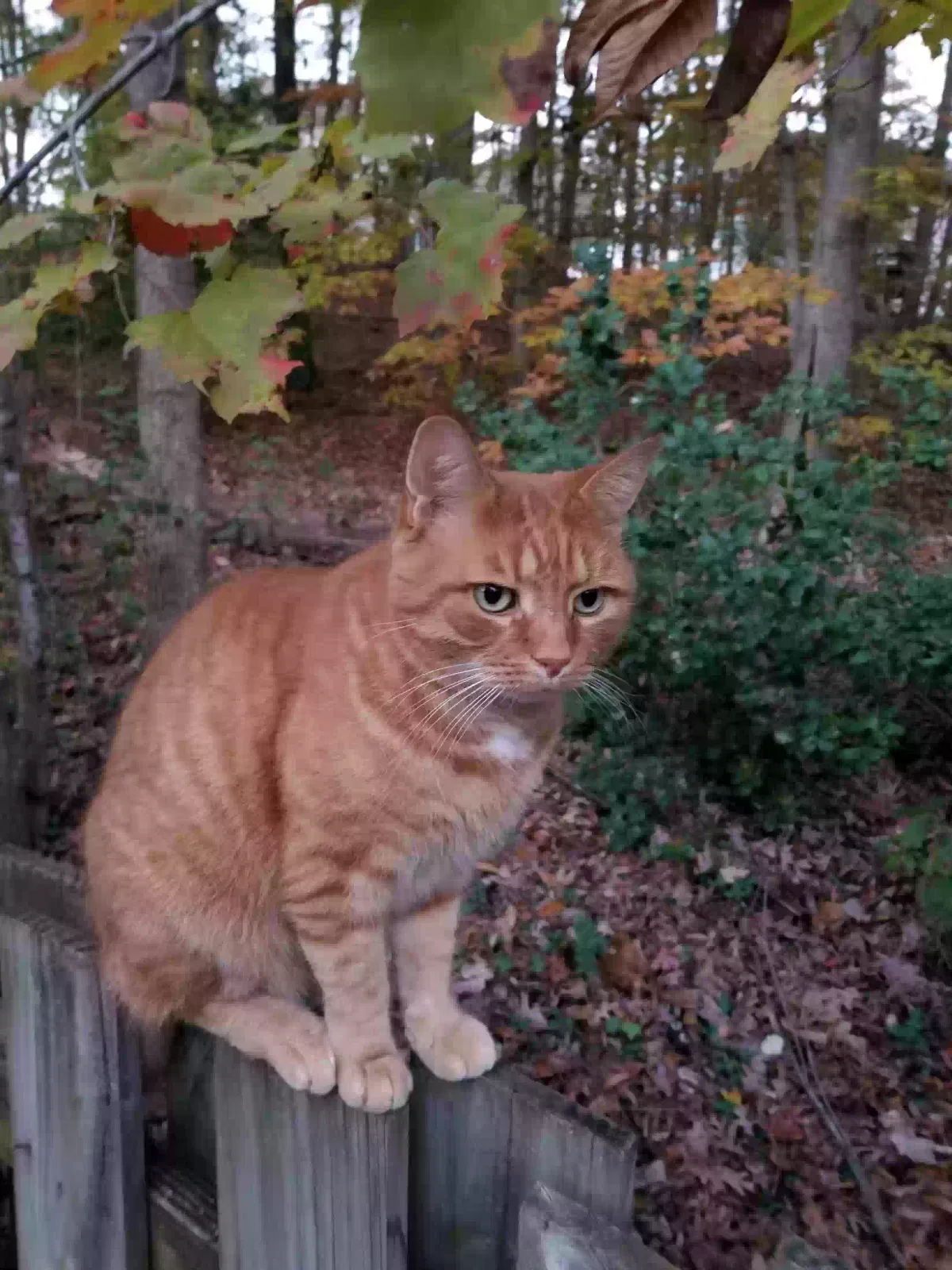 Lost cat in Stafford, VA, 22554