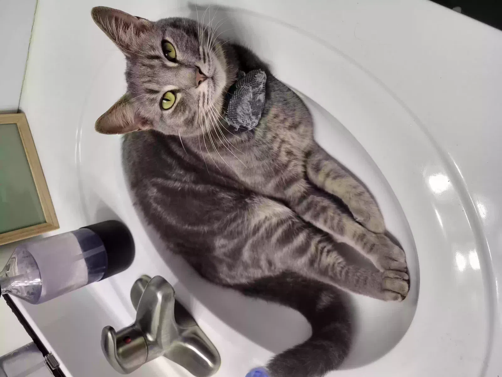 Lost cat in Jacksonville, NC, 28546