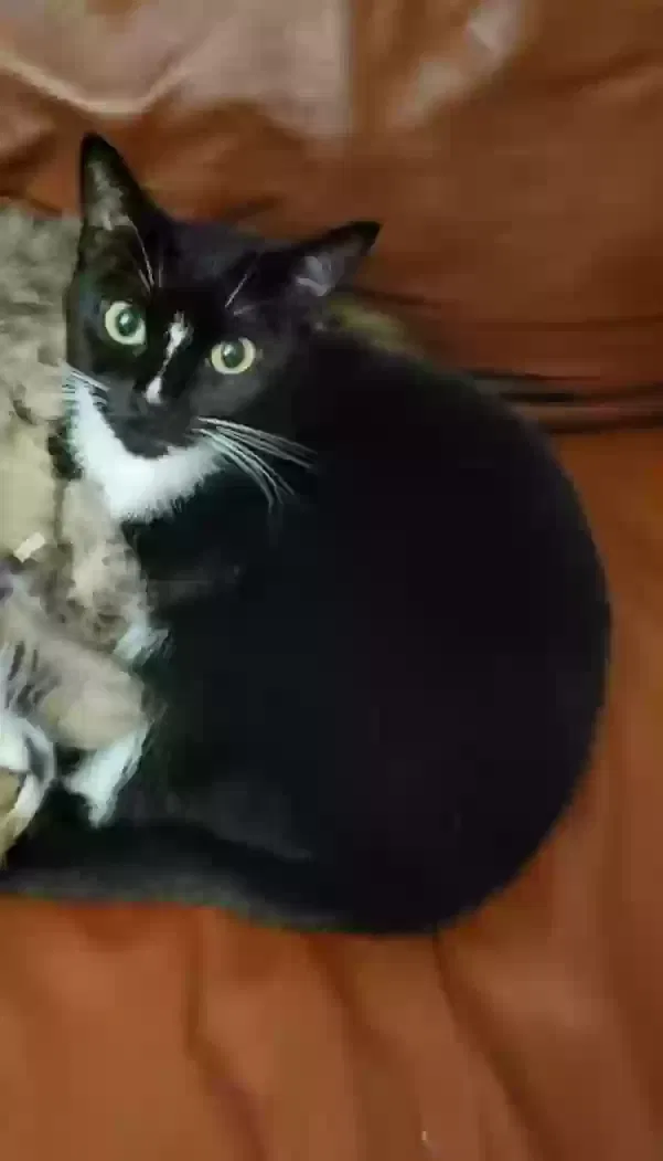Lost cat in Houston, TX, 77040