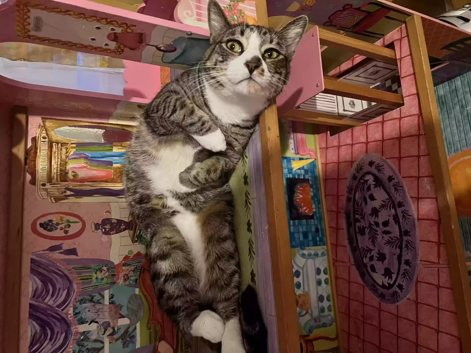 Lost cat in North Las Vegas, NV, 89030