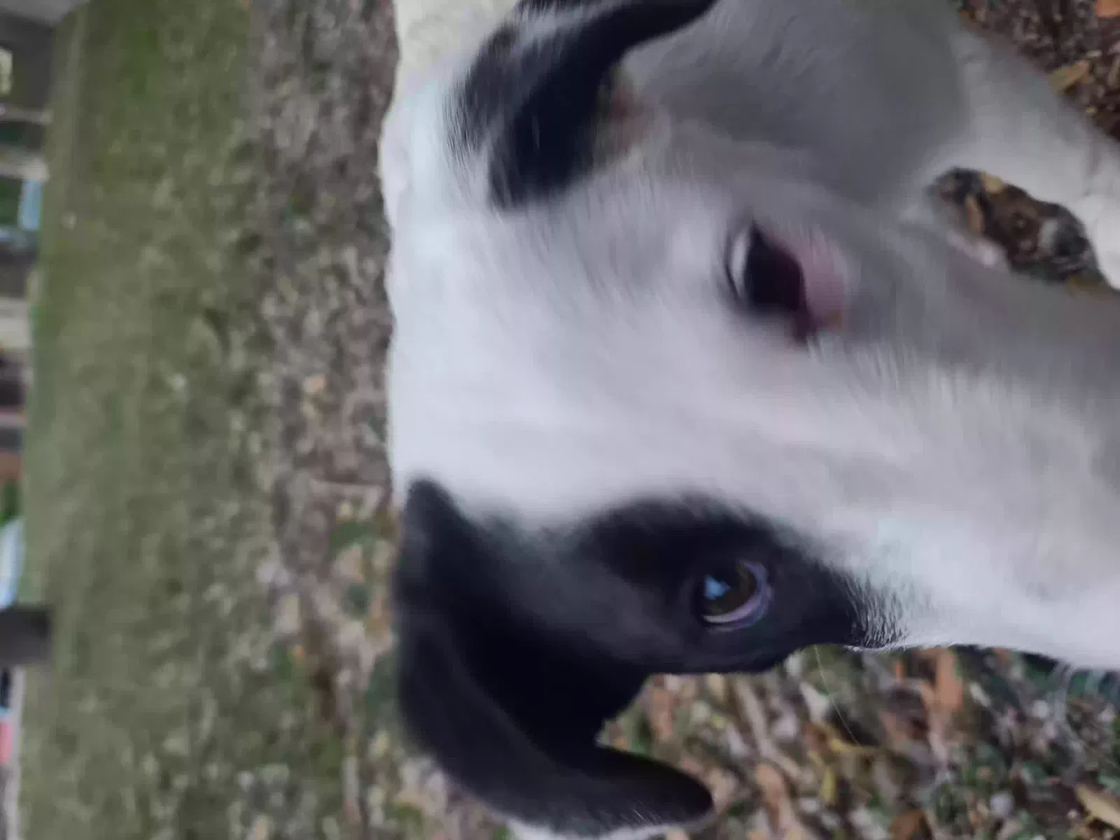 Lost dog in San Antonio, TX, 78240