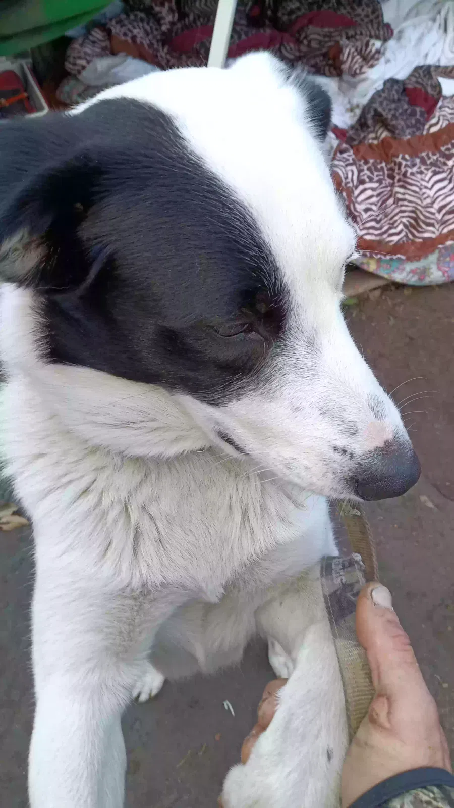 Lost dog in San Antonio, TX, 78240