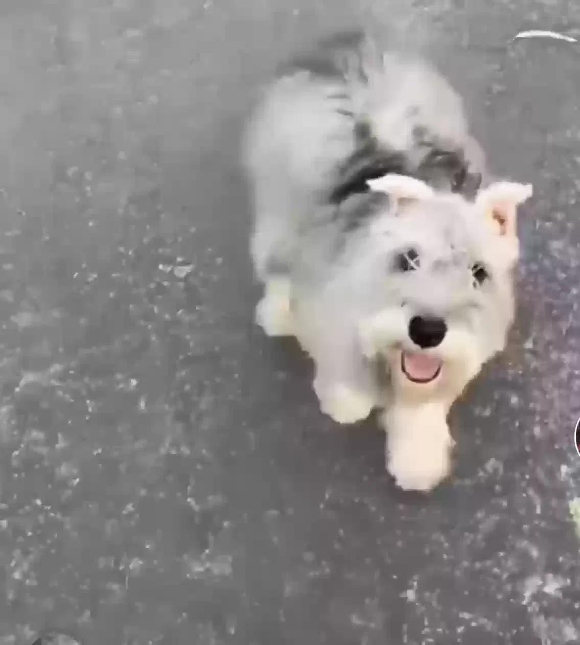 Lost dog in Las Vegas, NV, 89110