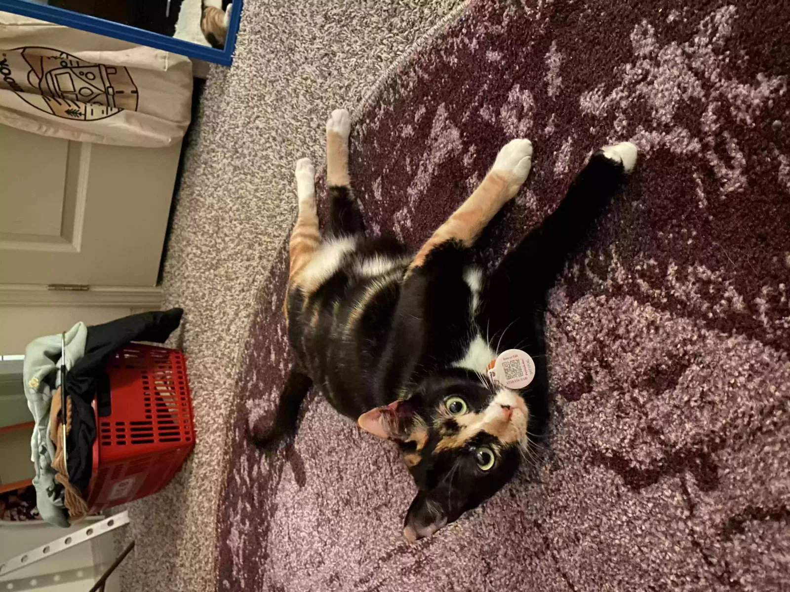 Lost cat in San Marcos, TX, 78666