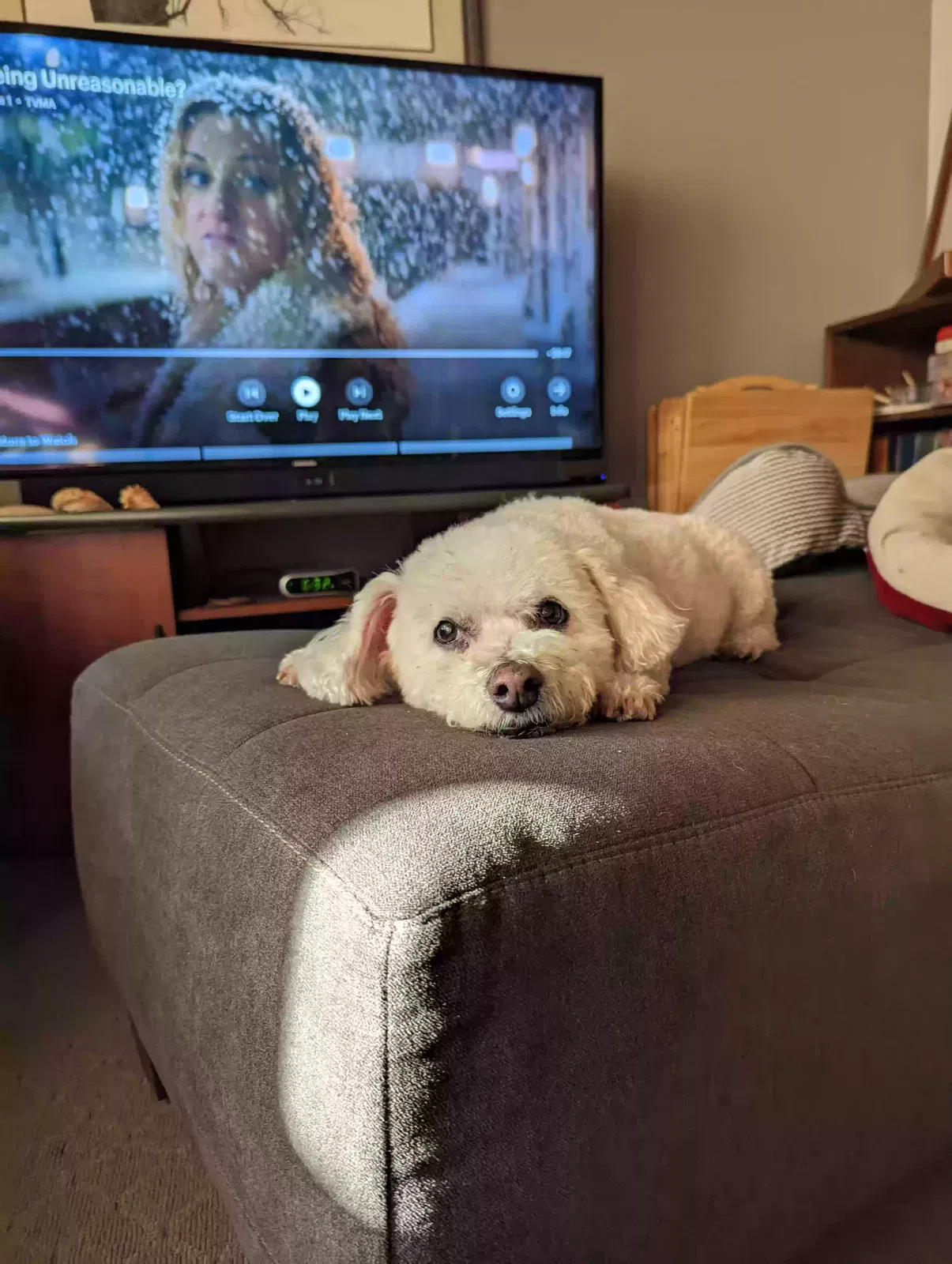 Lost dog in Cincinnati, OH, 45230