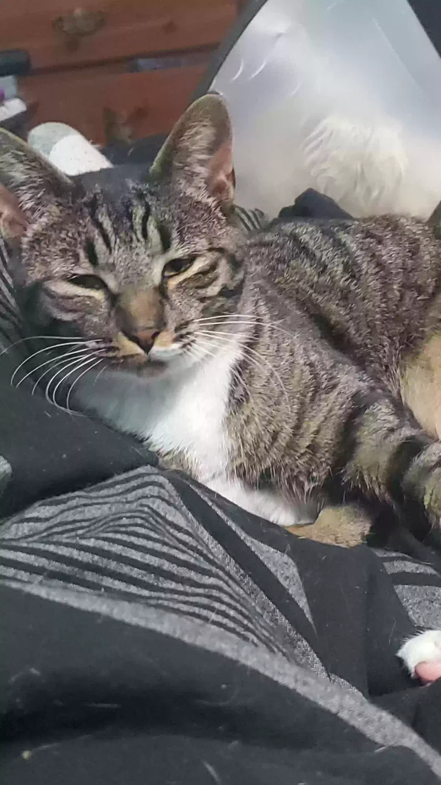 Lost cat in Seattle, WA, 98155
