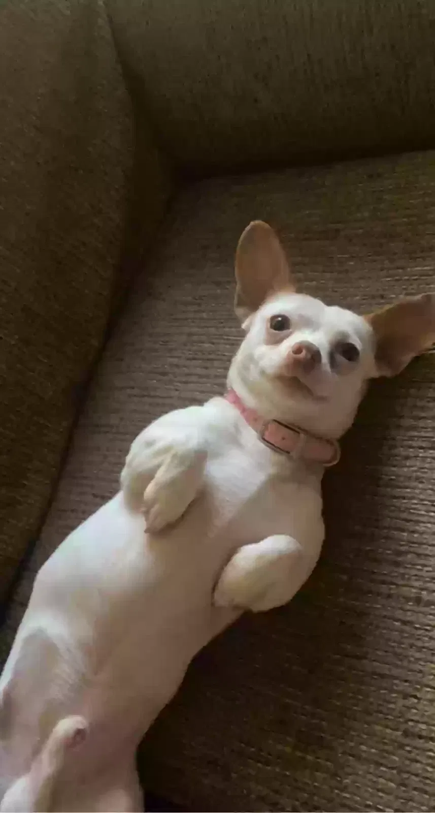 Lost dog in Houston, TX, 77065