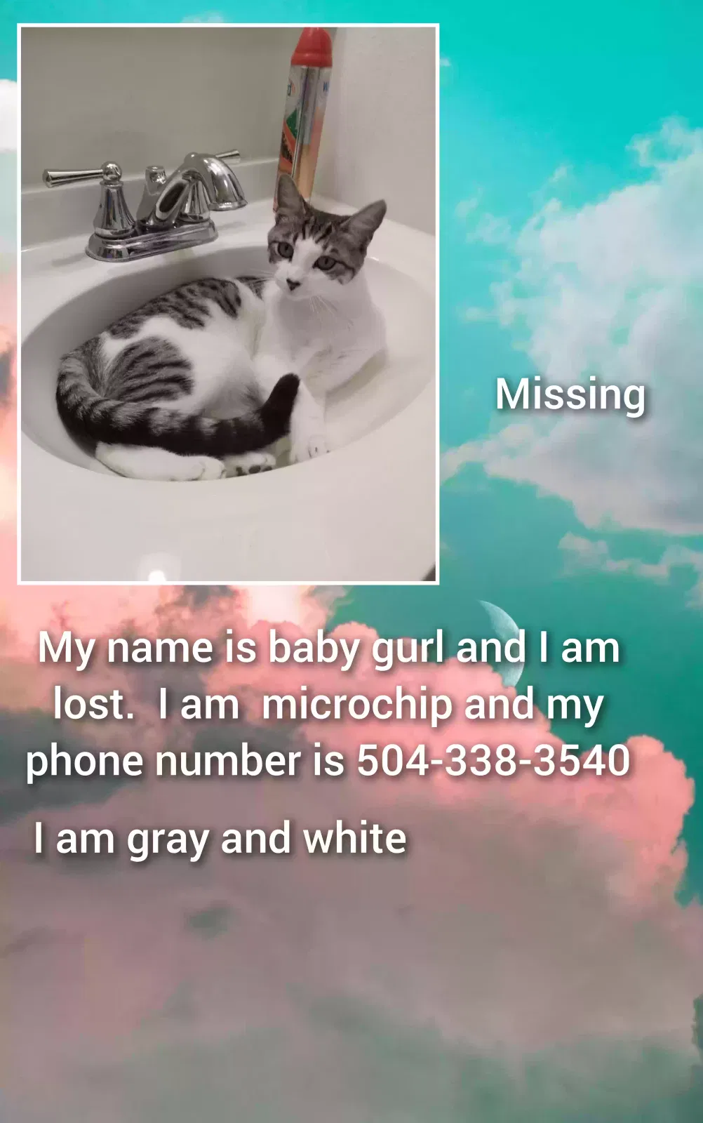 Lost cat in Metairie, LA, 70006