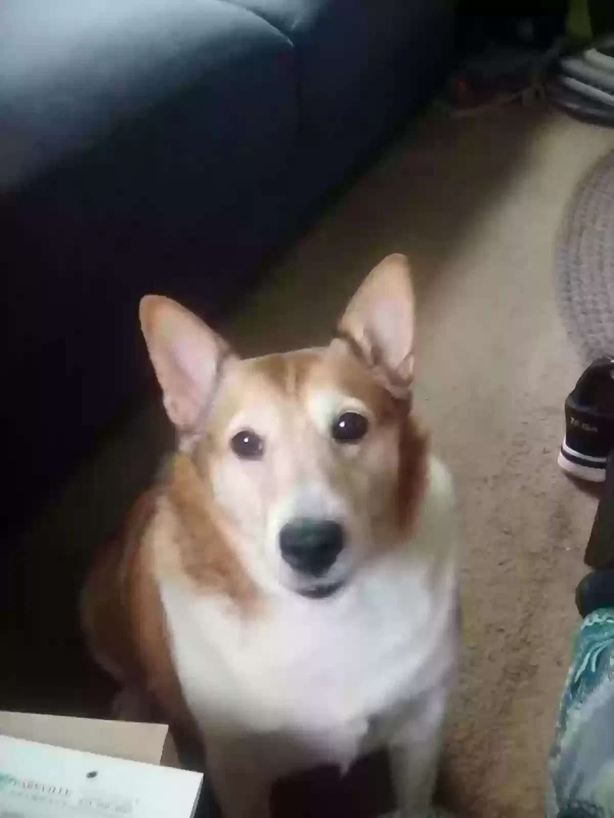 Lost dog in Parkville, MD, 21234
