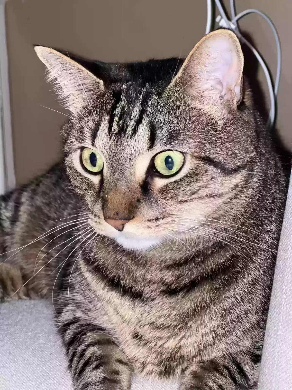 Lost cat in Maylene, AL, 35114