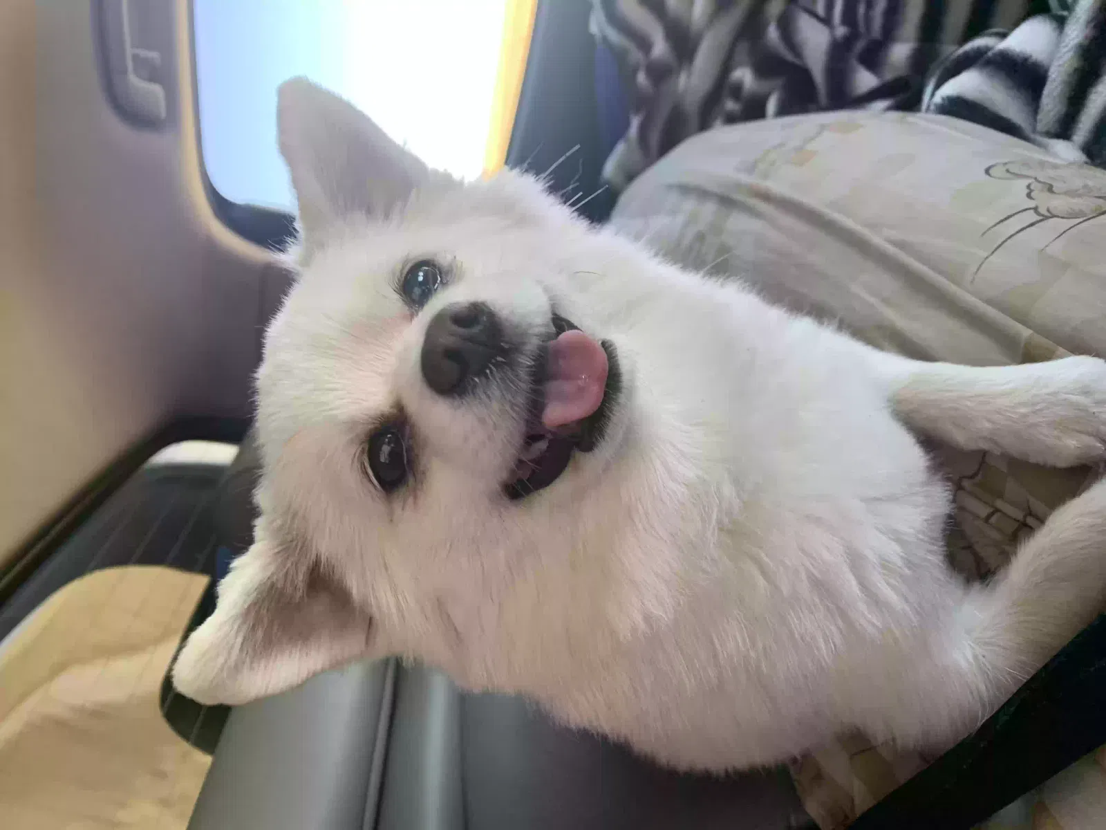 Lost dog in Denver, CO, 80229