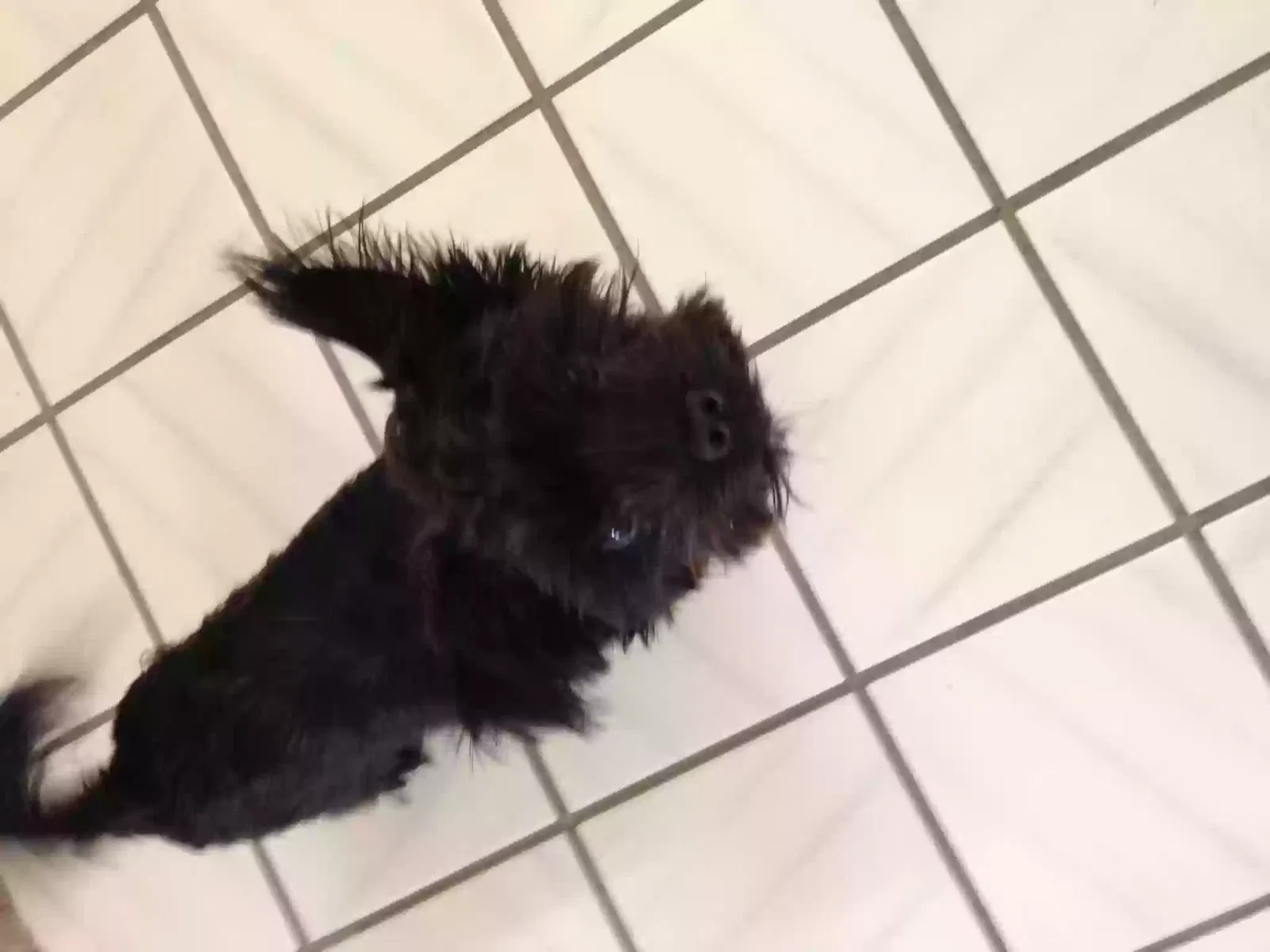 Lost dog in Granite Bay, CA, 95746