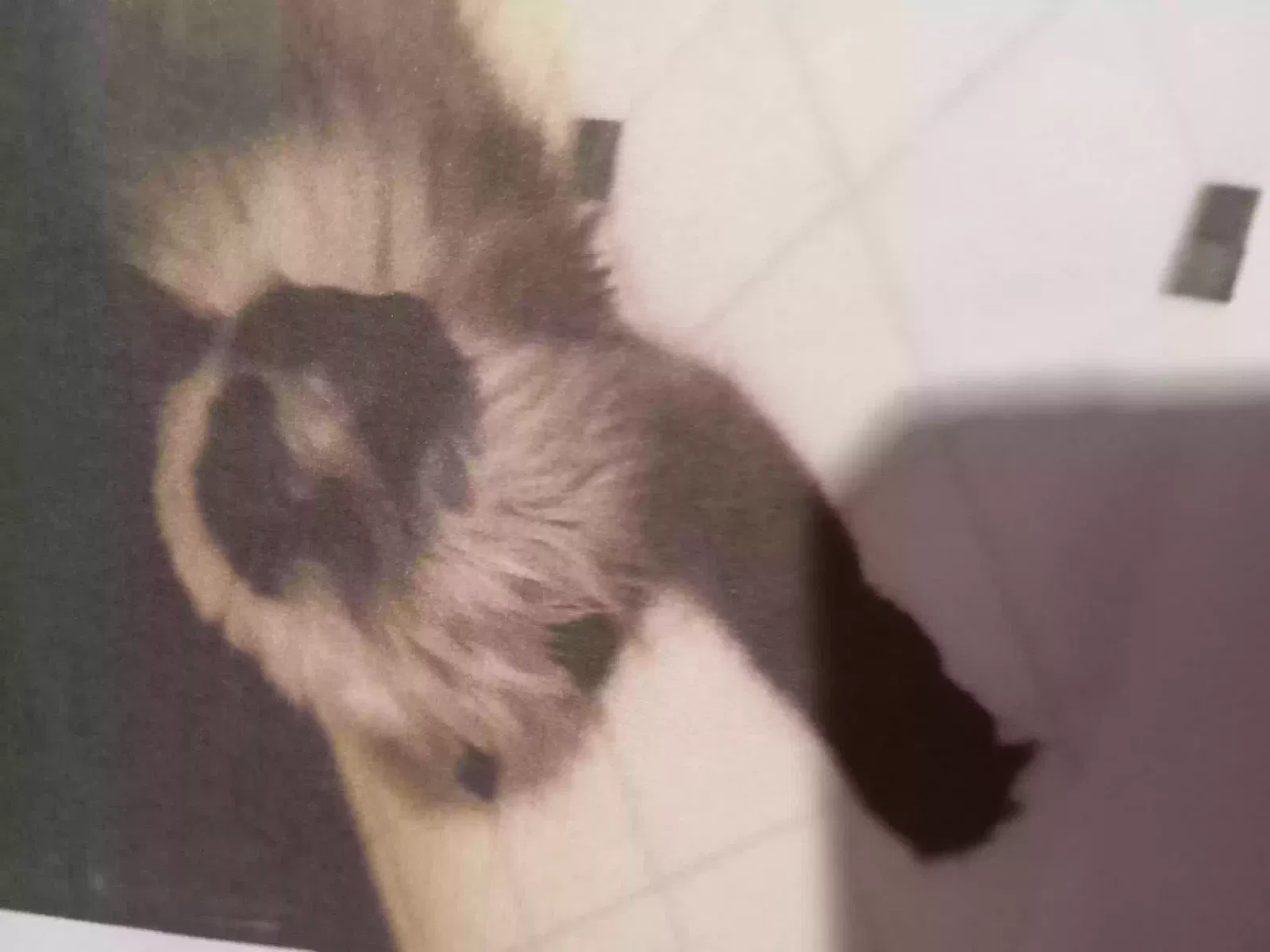 Lost cat in Henderson, NV, 89074