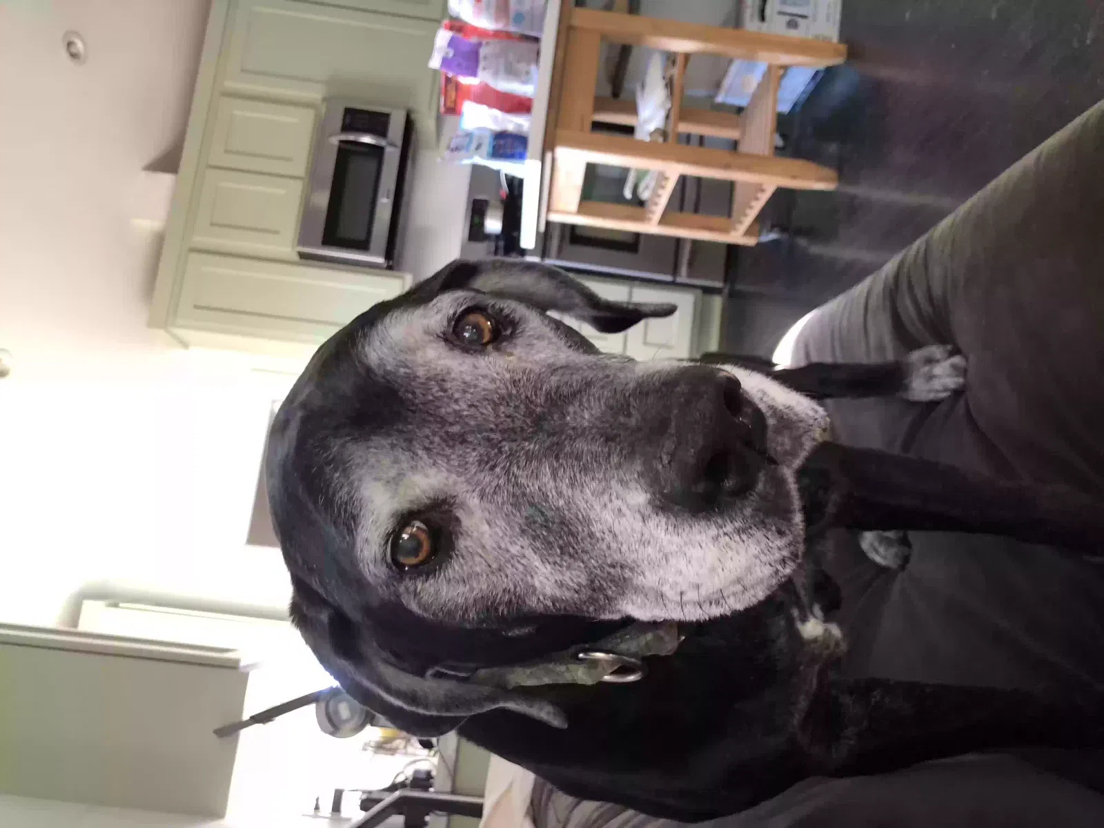 Lost dog in Los Angeles, CA, 90029