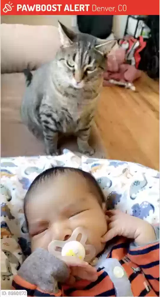 Lost cat in Denver, CO, 80219