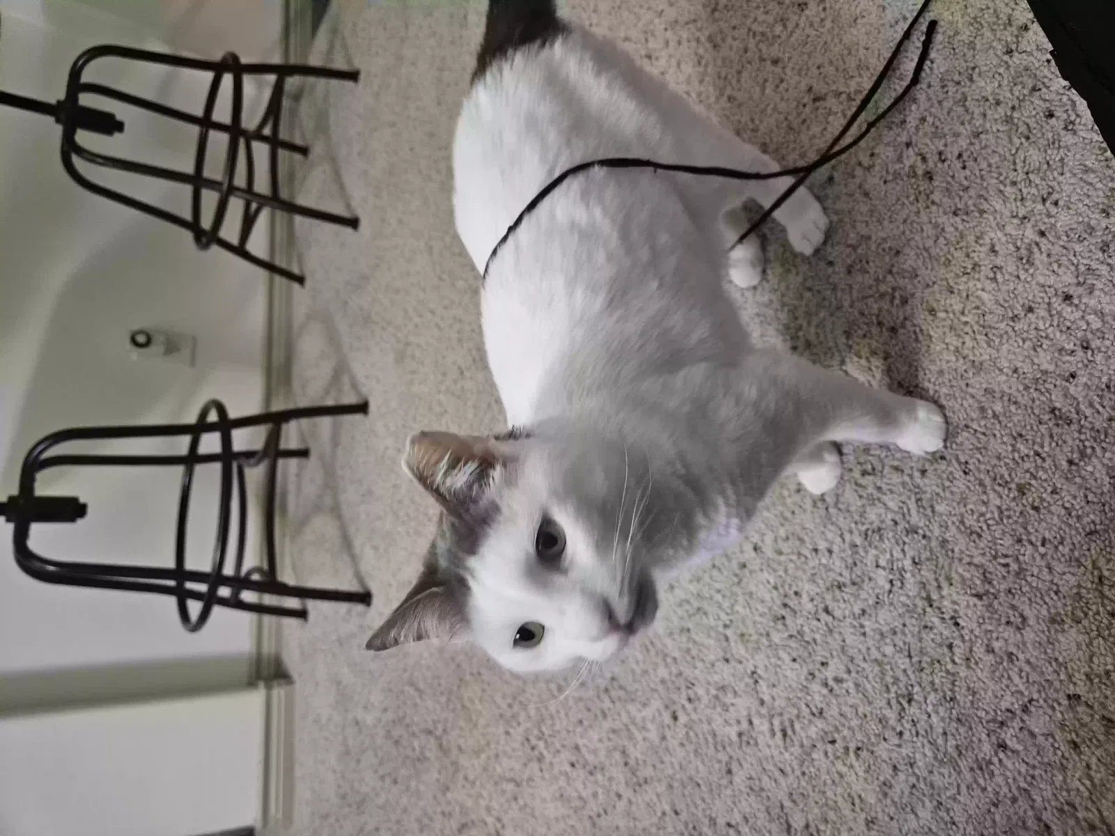 Lost cat in Odenton, MD, 21113