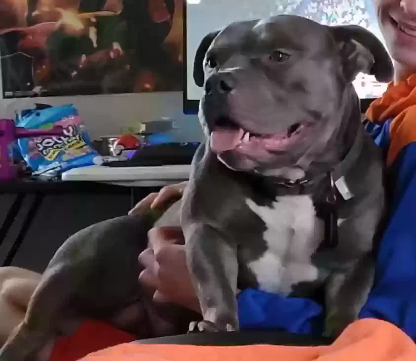 Lost dog in Cleveland, OH, 44112
