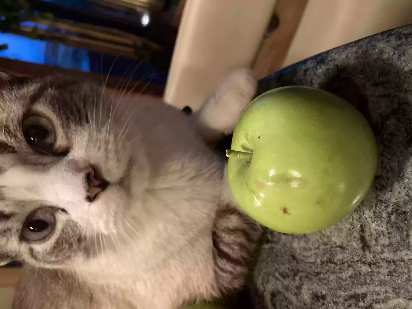 Lost cat in Lafayette, CO, 80026