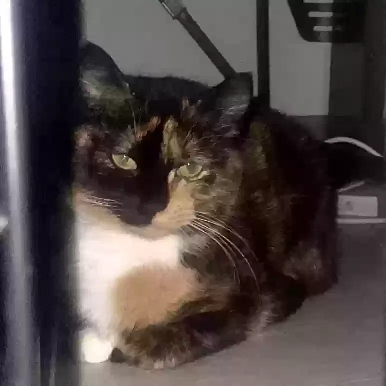 Lost cat in Chicago, IL, 60649