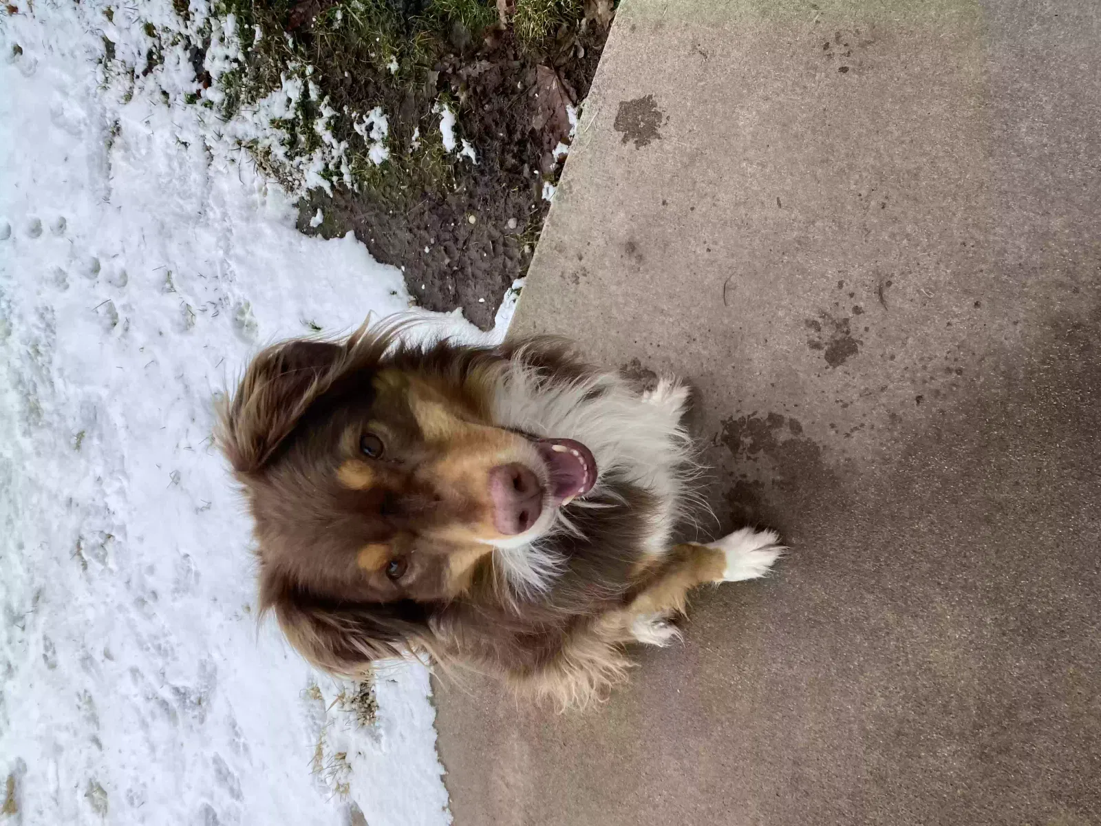 Lost dog in Garden City, ID, 83714