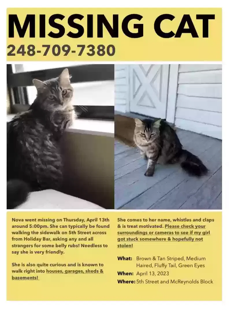 Lost cat in Grand Rapids, MI, 49504