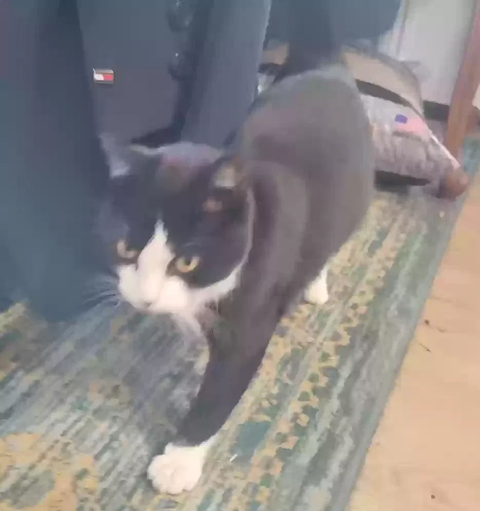 Found cat in Angwin, CA, 94508