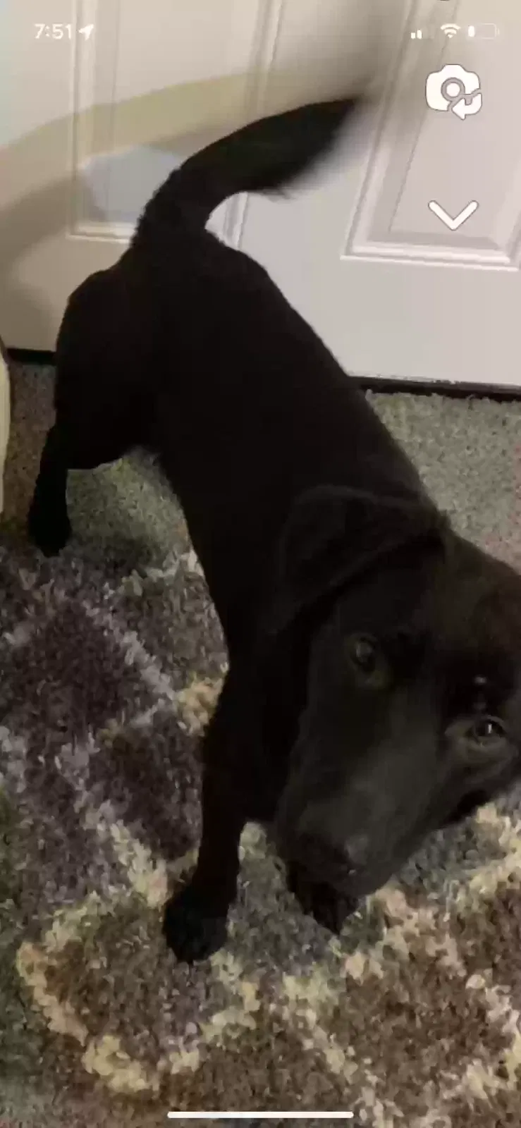 Lost dog in Oklahoma City, OK, 73107