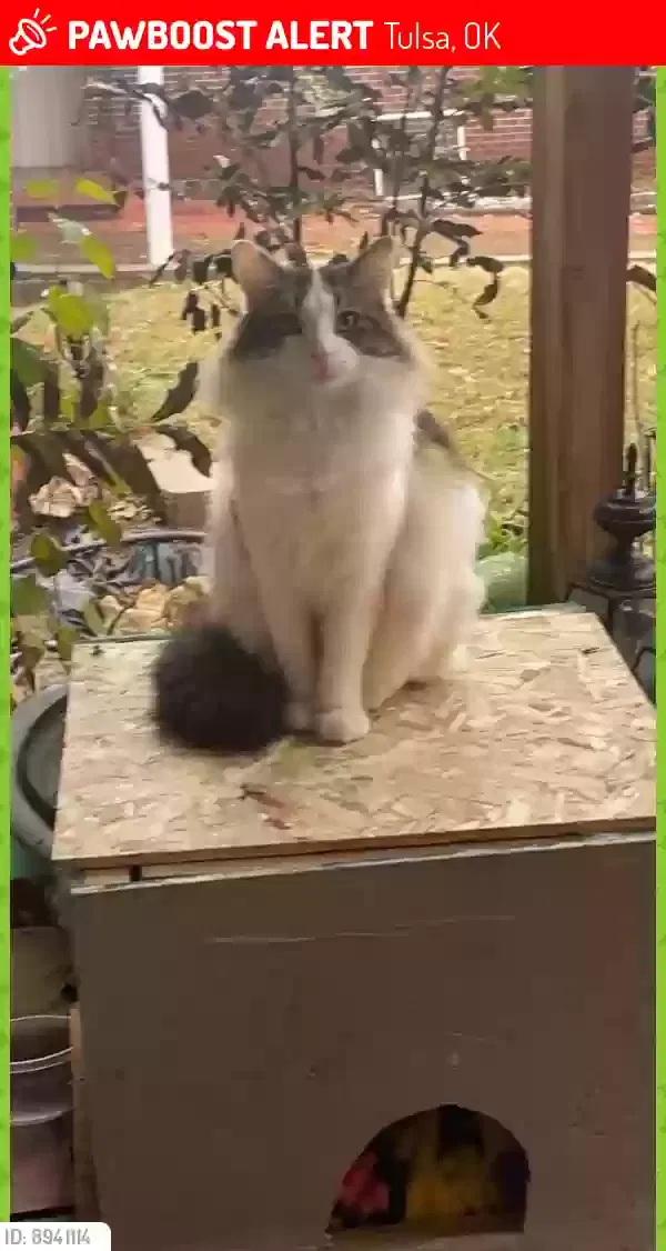 Lost cat in Tulsa, OK, 74114