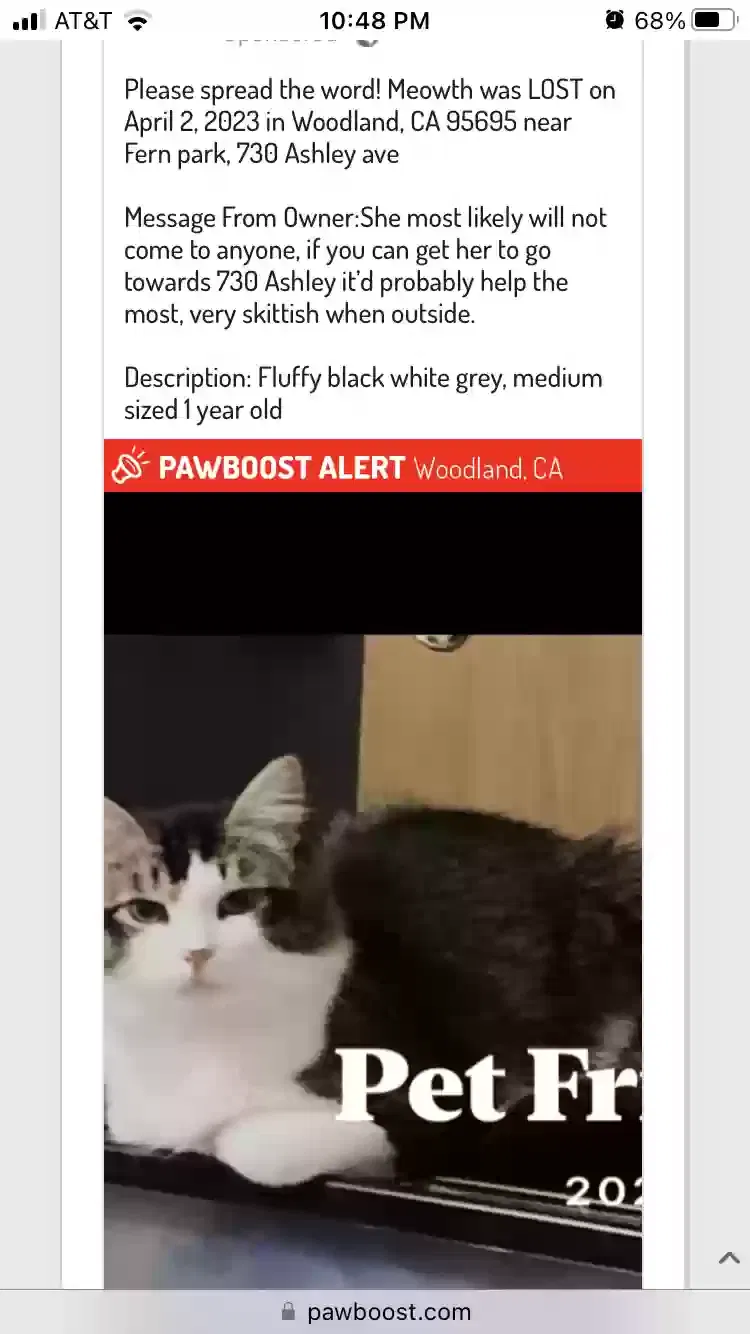 Lost cat in Woodland, CA, 95695