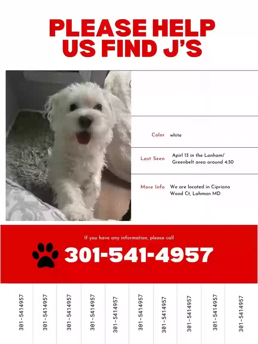 Lost dog in Lanham, MD, 20706