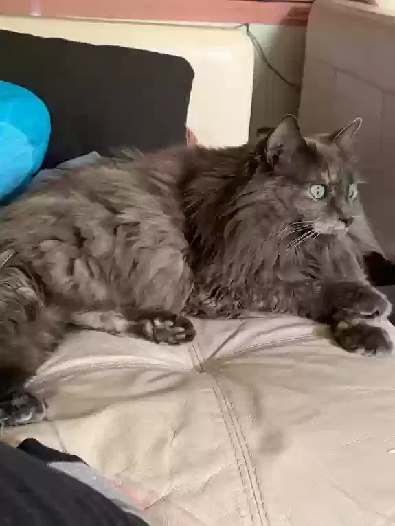 Lost cat in Hawthorne, CA, 90250