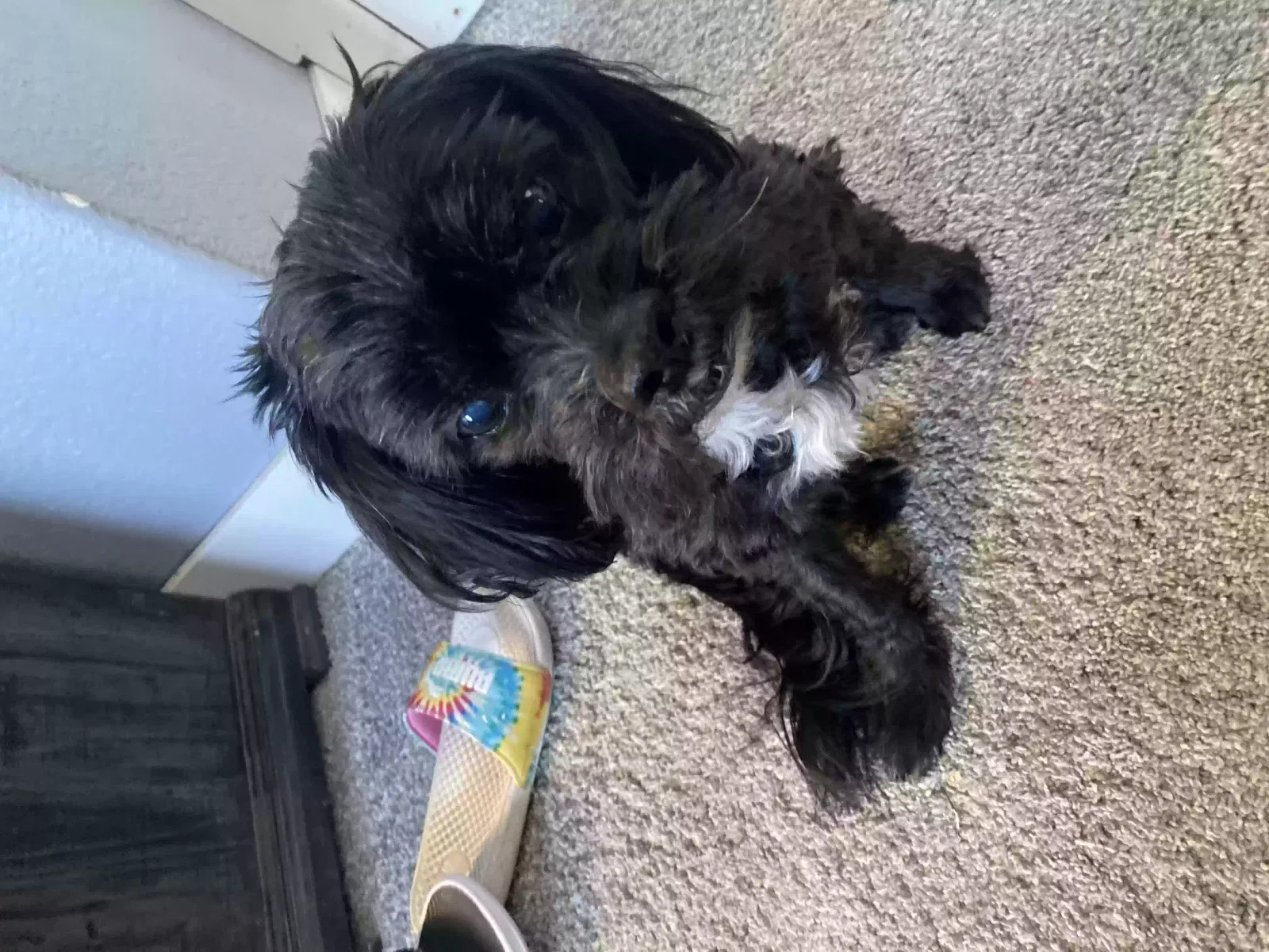 Lost dog in Denver, CO, 80234
