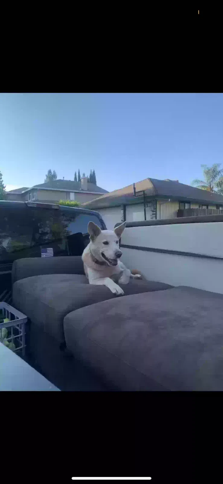 Lost dog in Sacramento, CA, 95820