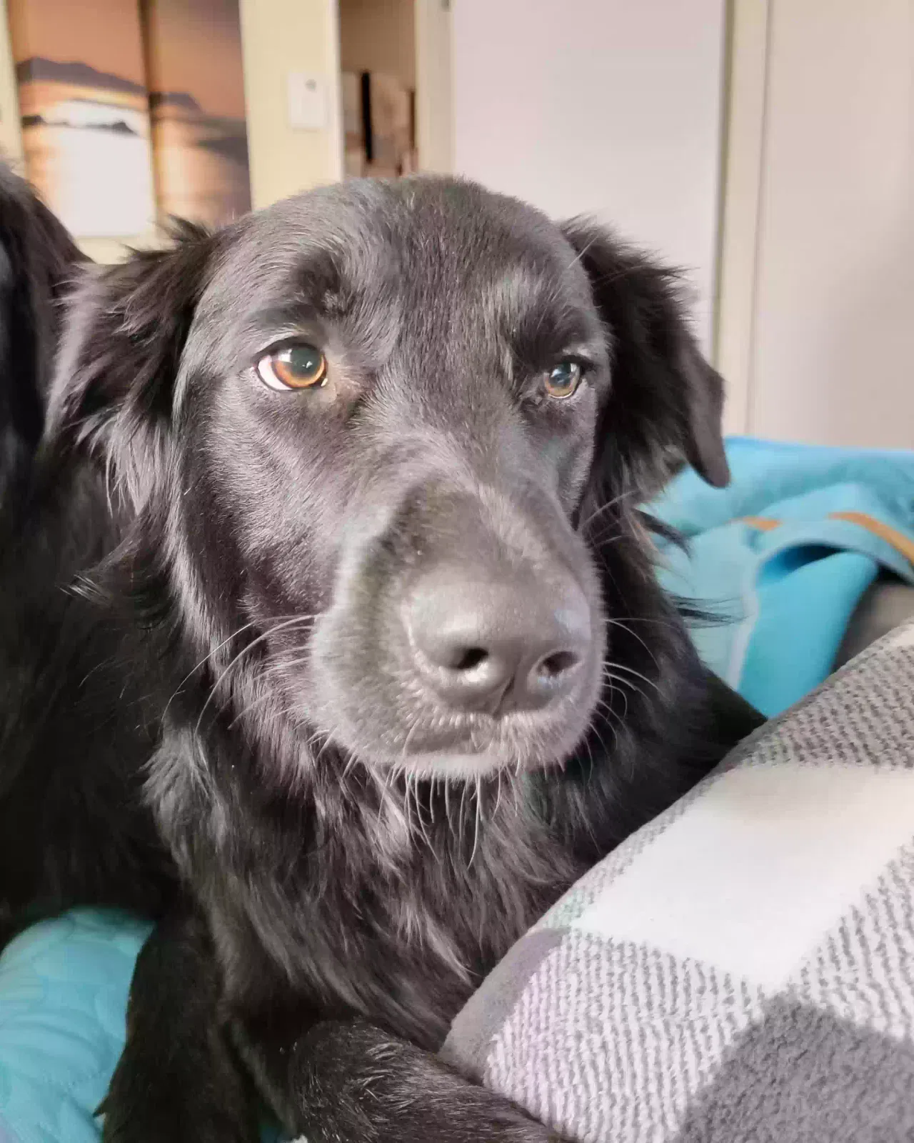 Lost dog in Wichita, KS, 67209