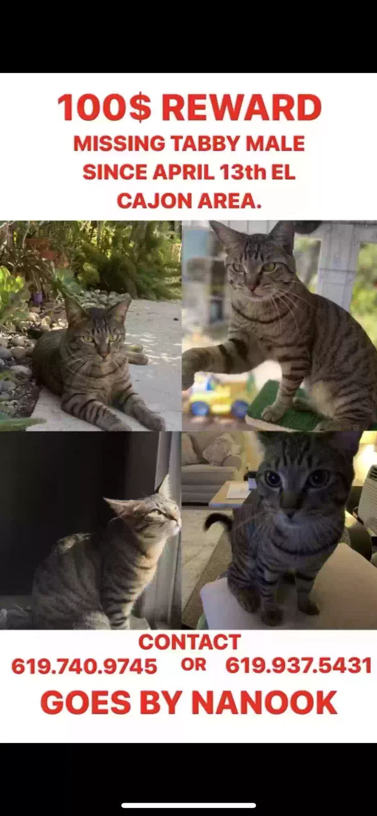 Lost cat in El Cajon, CA, 92021