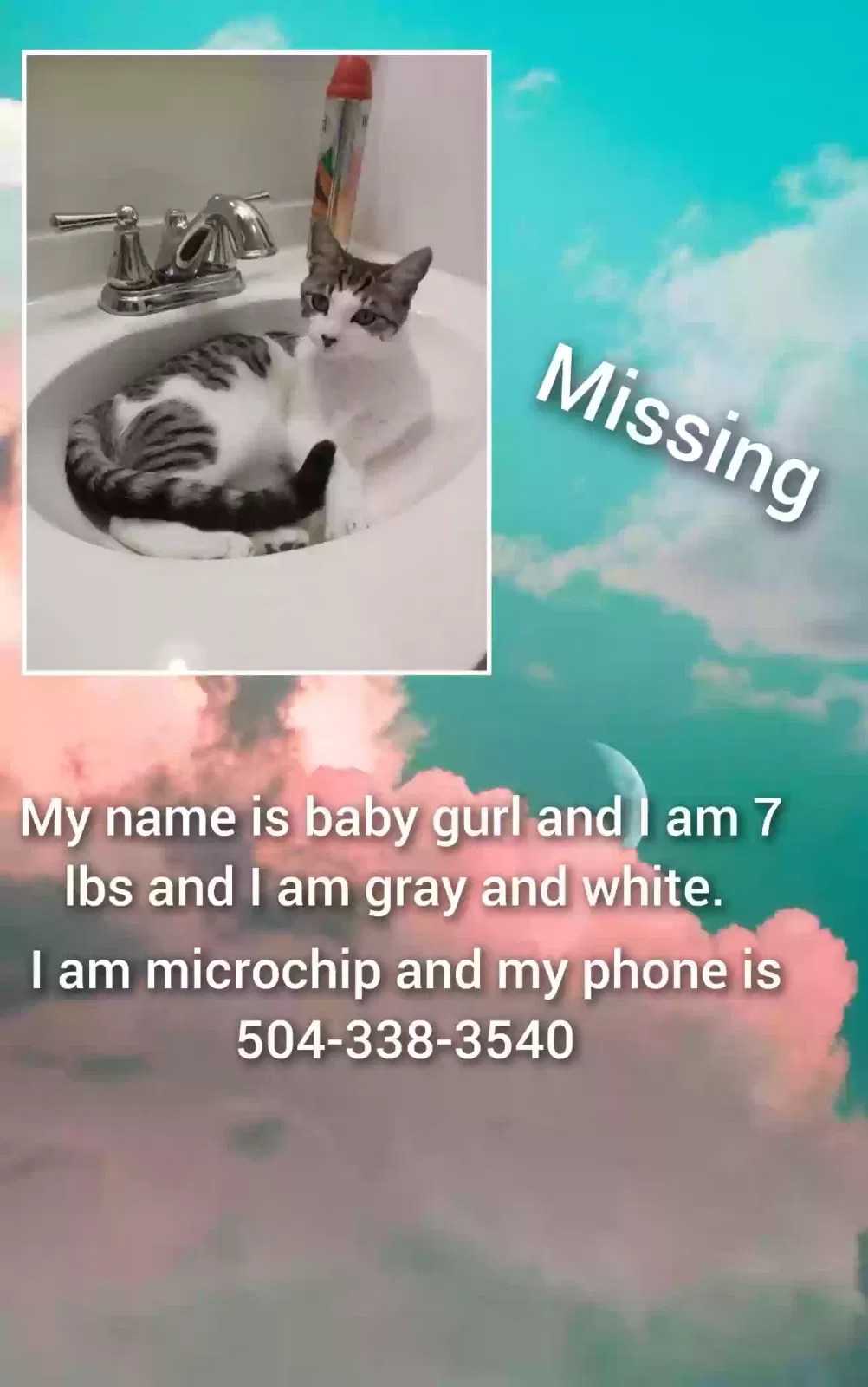 Lost cat in Metairie, LA, 70006