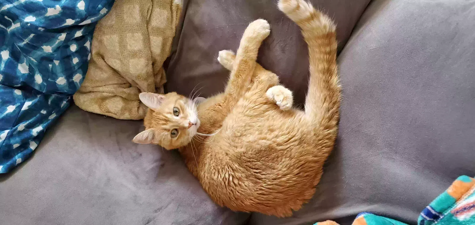 Lost cat in Buffalo, NY, 14224