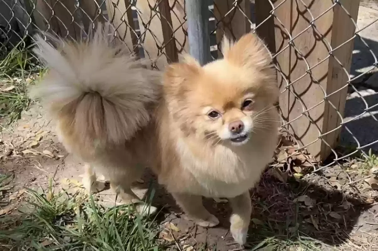 Lost dog in Des Moines, IA, 50316
