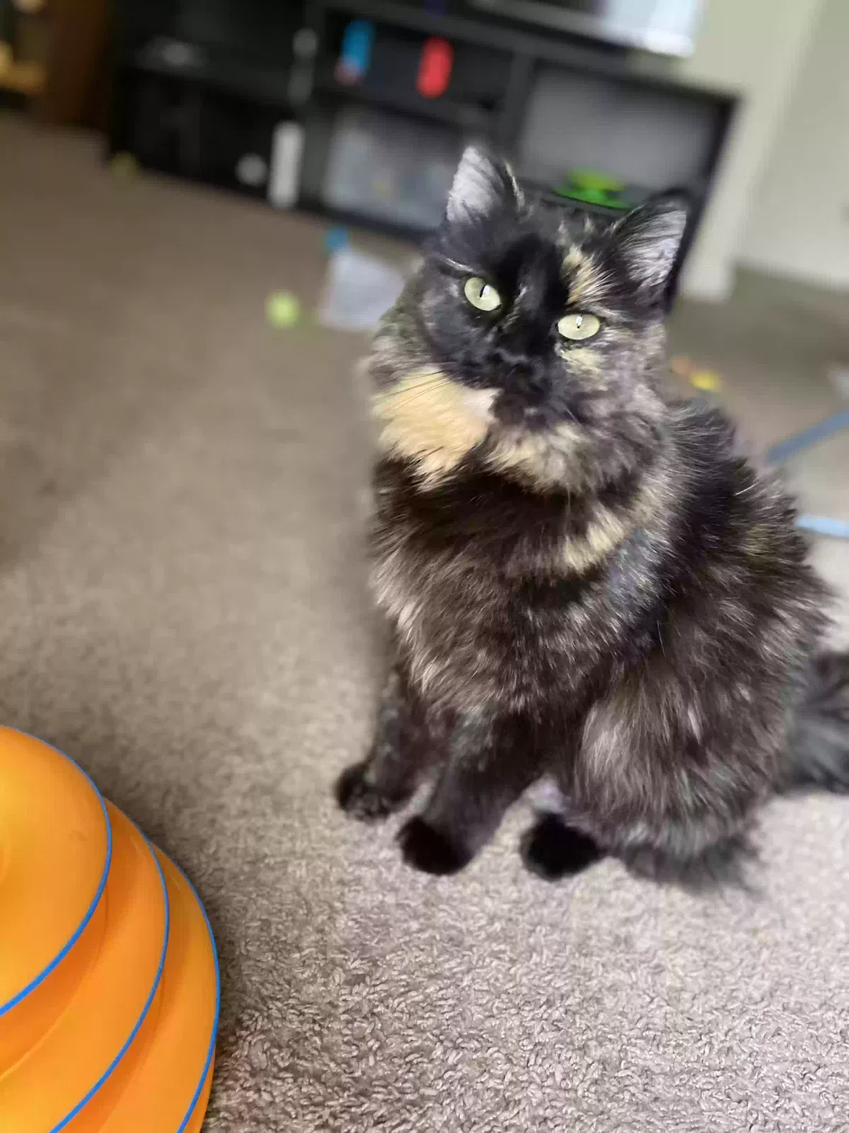 Lost cat in Eden, NC, 27288