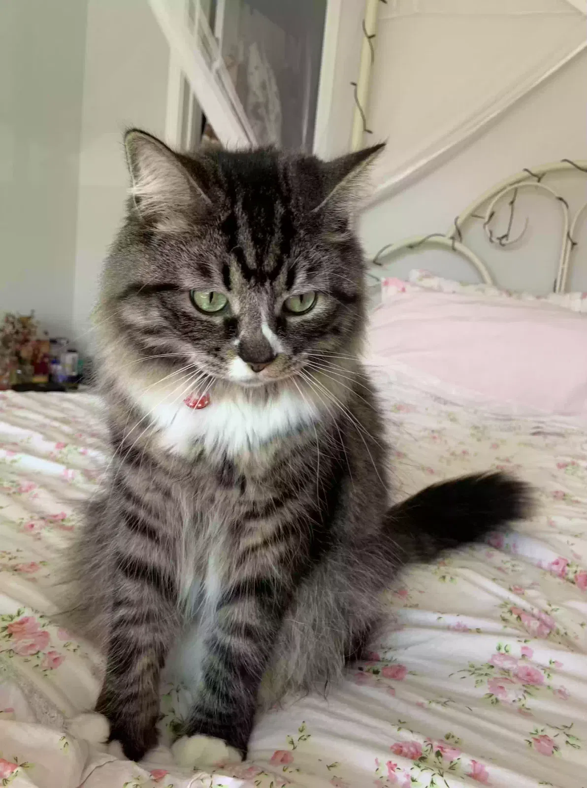 Lost cat in Greensboro, NC, 27405