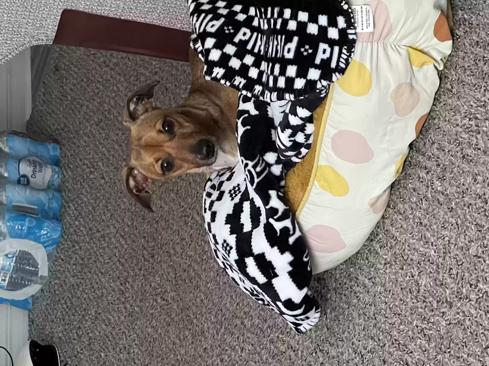 Lost dog in Orlando, FL, 32810