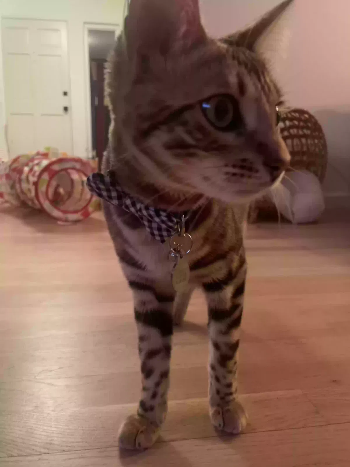 Lost cat in San Rafael, CA, 94901