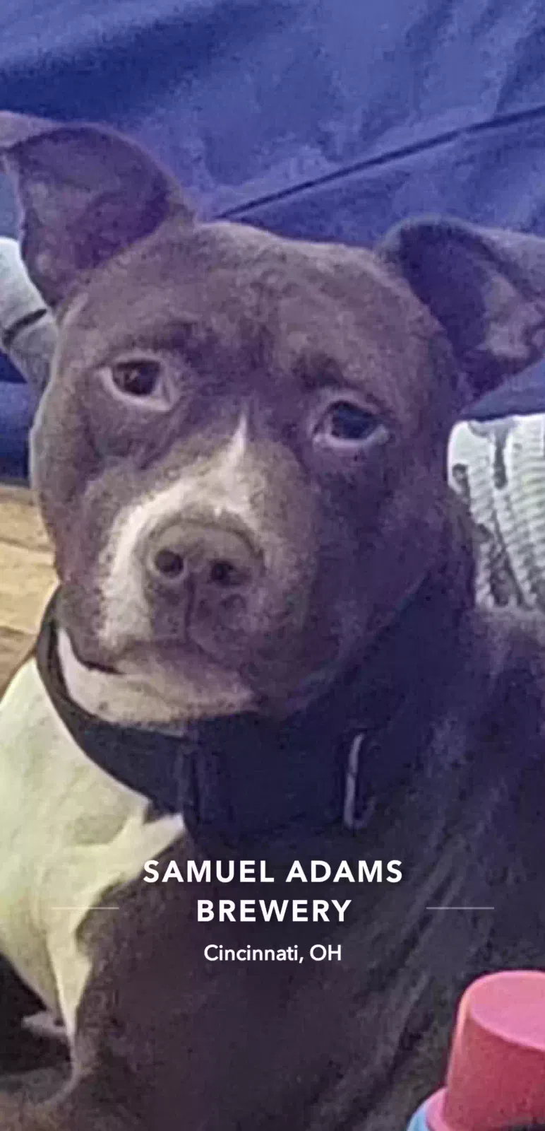 Lost dog in Cincinnati, OH, 45202