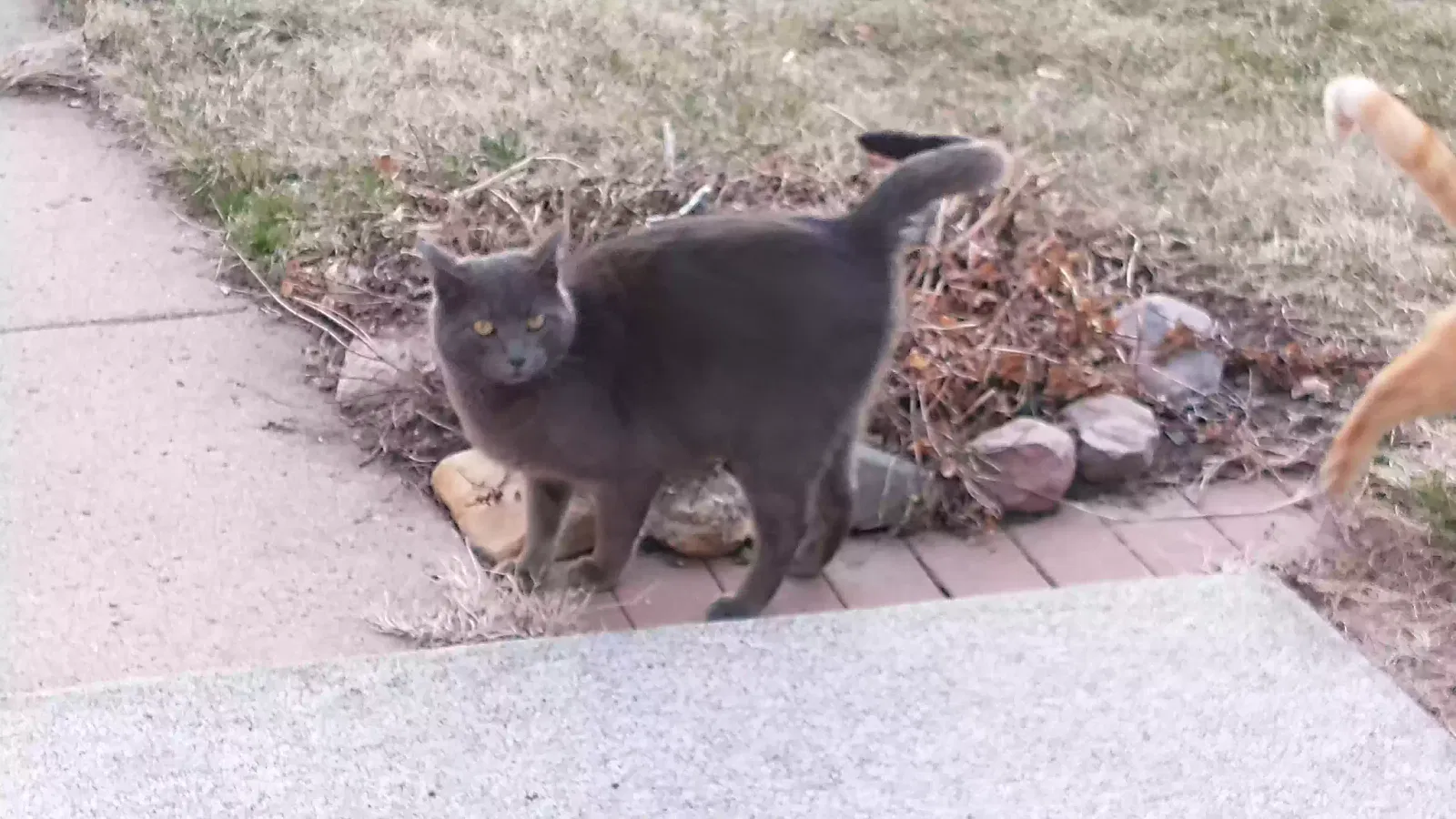 Found cat in Linn Grove, IA, 51033